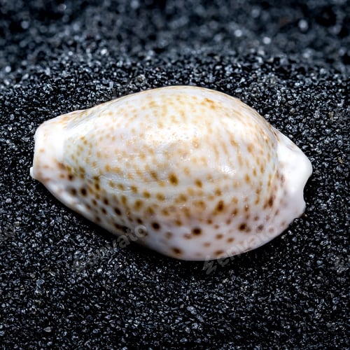 Preview: Cypraea annulus Seashell on a black sand background