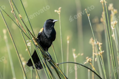 Preview: Red winged blackbird perched on a reed.