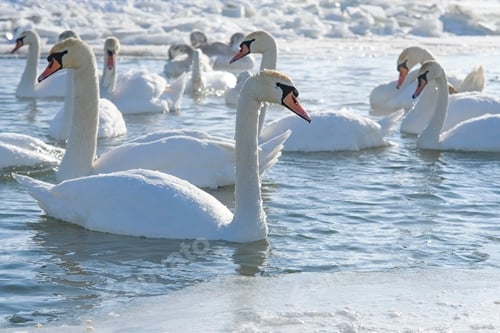 Preview: swans
