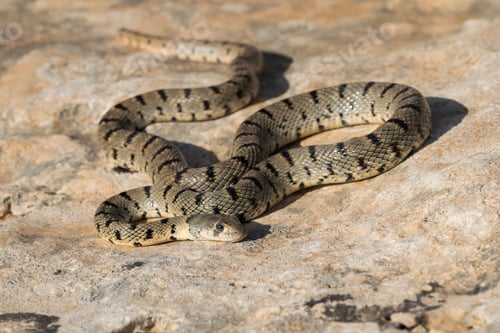 Preview: An Algerian Whip Snake, Hemorrhois algirus, found on the Island of Malta, there known as Serp Ahdar