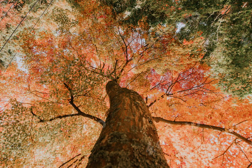 Preview: Maple tree in the japanese woods