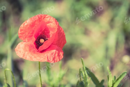 Preview: Vibrant Red Poppy Flower in a Green Field