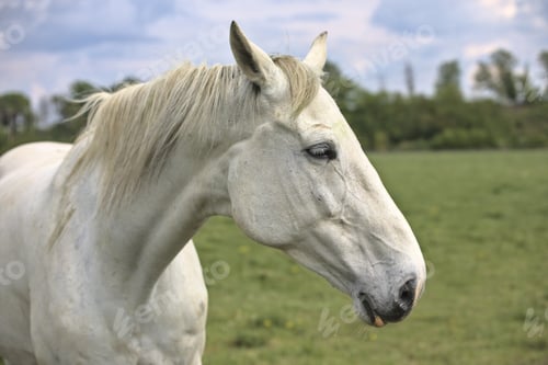 Preview: Selective focus shot of a white horse in the farmland