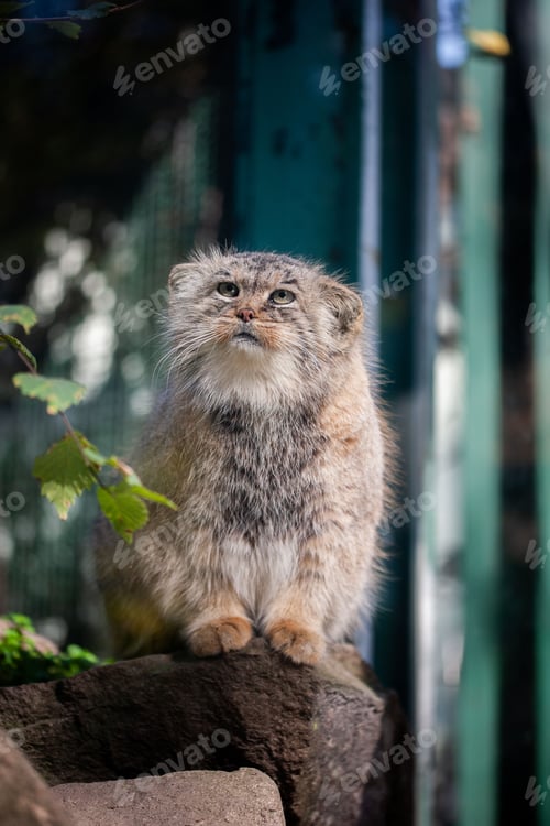 Preview: Vertical shot of a fluffy Pallas's cat standing on a rock and looking up curiously in a garden