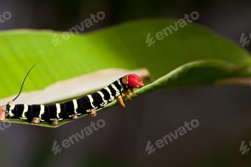 Preview: Tropical Caterpillar
