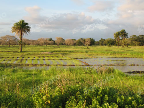 Preview: A landscape near of Diouloulou