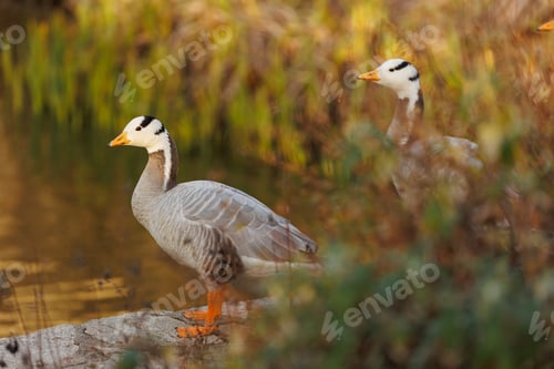 Preview: Grey gooses in natural setting