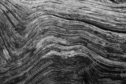 Preview: Closeup detail of a fallen Sequoia in Yosemite National Park in California