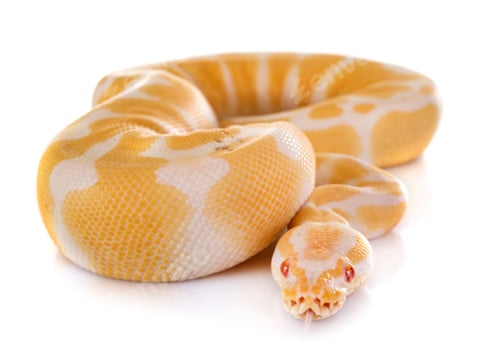 Preview: Ball python in studio