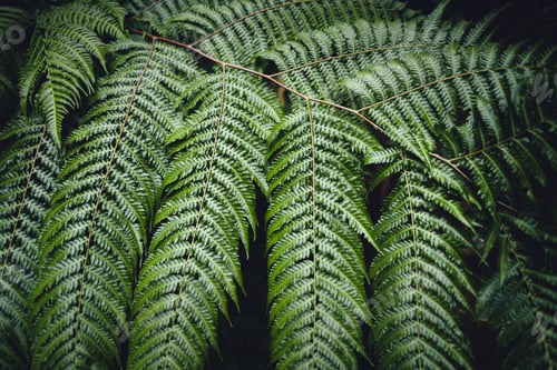 Preview: Fern Leaves,Dark green fern foliage
