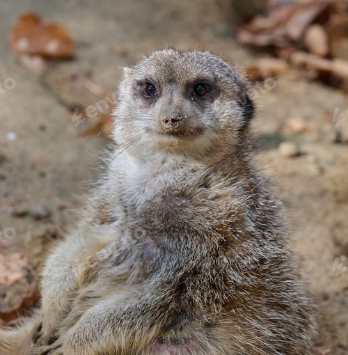 Preview: An adult meerkat walks outdoors