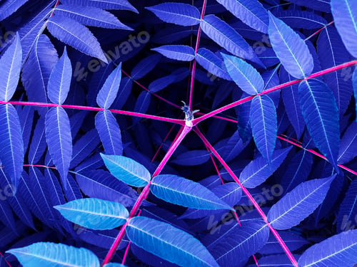 Preview: Mistique blue Natural plant background