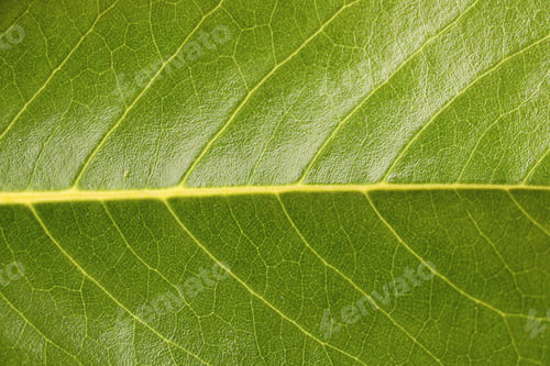 Preview: green texture background backdrop leave