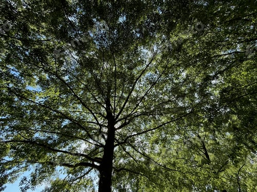 Preview: Beautiful tree with green leaves growing under blue sky, bottom view