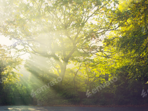 Preview: Sunlight filtering through a verdant canopy onto a peaceful lane.