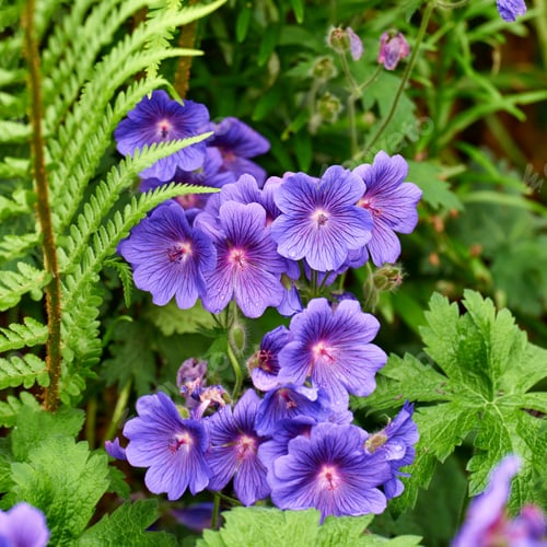 Preview: Meadow Geranium - also Geranium pratense - Johnsons Blue