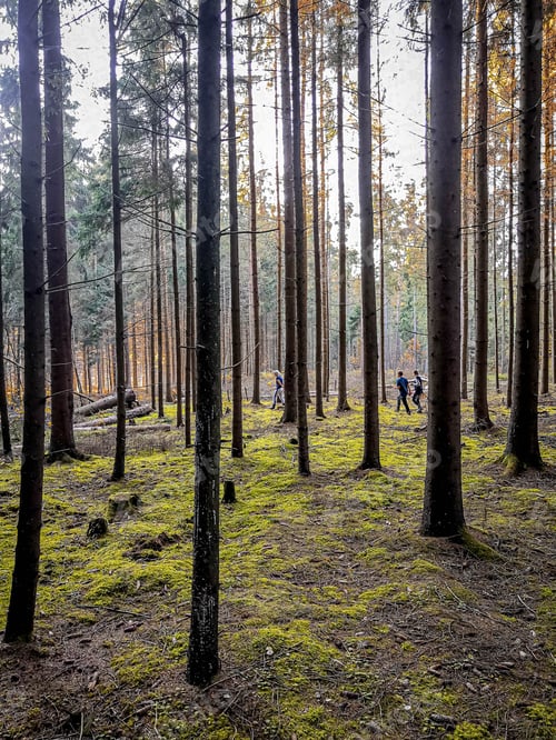 Preview: People taking a hike in tall pine tree forest during sunset