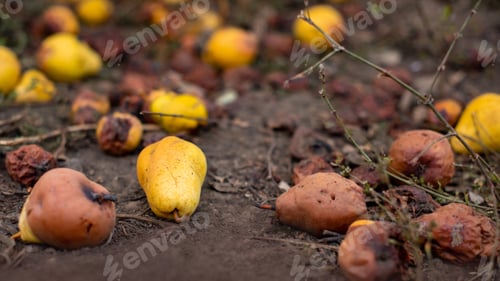 Preview: farmers leave the spoiled fruits fallen from the trees in garden or farm