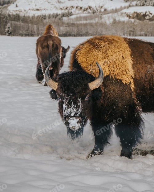 Preview: two bison are walking on the snow next to a bear
