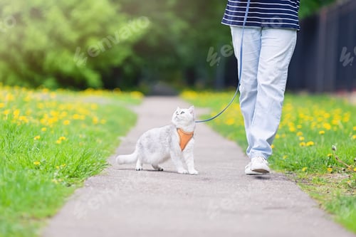 Preview: A people in blue jeans walking an cute white British cat , in the spring, in the park