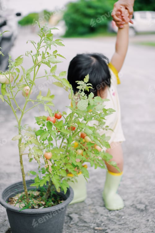 Preview: Tomato picking