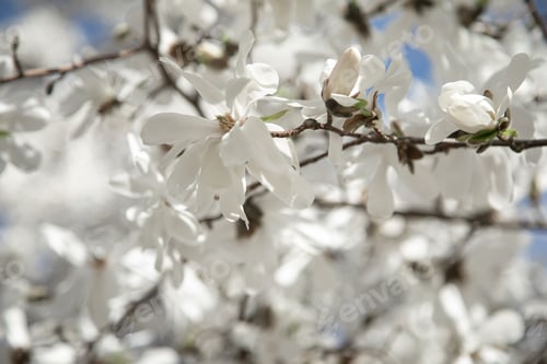 Preview: Blooming white tree in spring