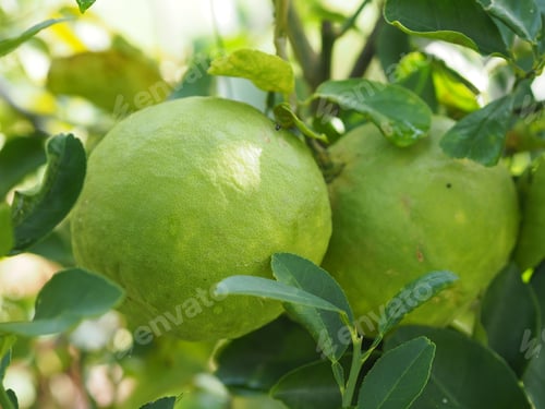 Preview: Lemon on the tree blurred of nature background, plant Sour taste fruit lime green vegetable