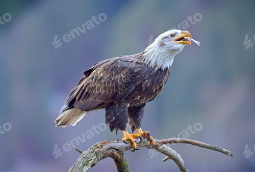 Preview: Bald eagle on a branch swallows a fish.