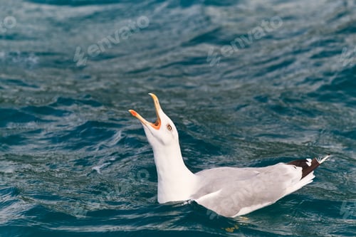 Preview: seagull on water