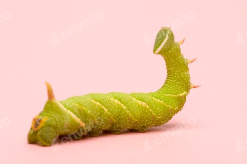Preview: Lime Hawk-moth caterpillar - Mimas tiliae