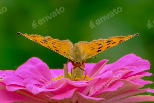 Preview: a butterfly that is sitting on a pink flower in the grass