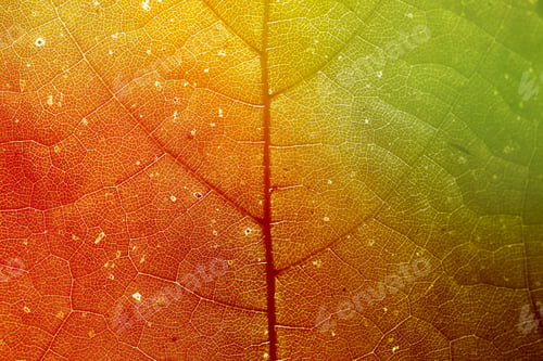 Preview: Star gooseberry leaf texture macro background