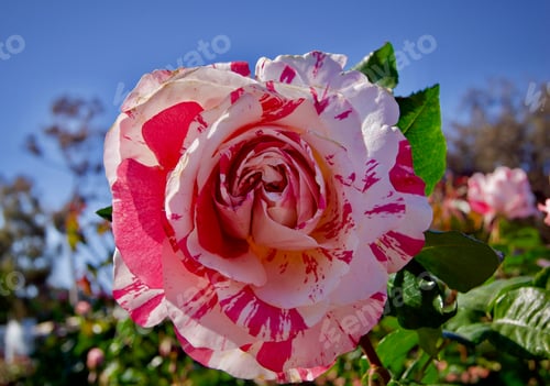 Preview: Beautiful Candy Striped Rose in the rose garden.