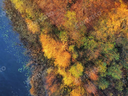 Preview: Drone shot of a colorful Autumn forest on an island