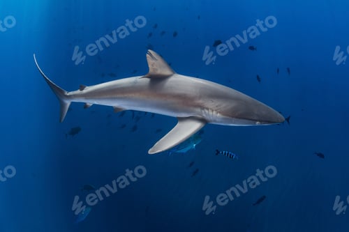 Preview: Silky shark in blue water, Revillagigedo, Tamaulipas, Mexico