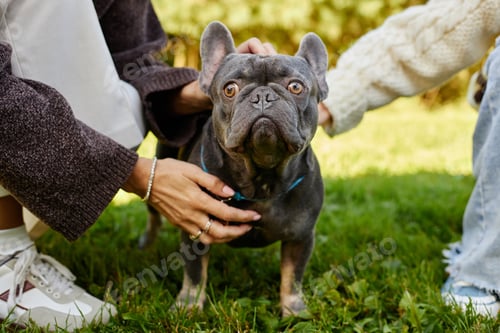 Preview: French Bulldog Standing on Grass While Family Petting Dog Outdoors