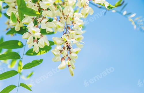 Preview: nature