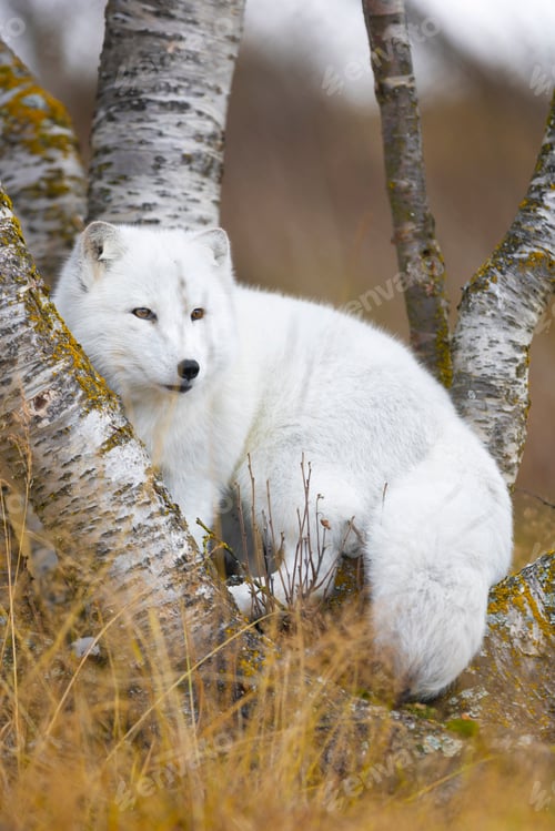 Preview: Arctic fox in the forest at late summer