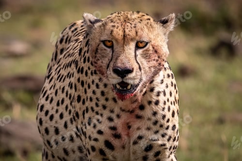 Preview: A Portrait of a Cheetah