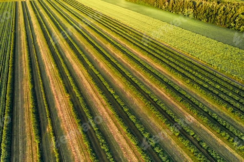 Preview: The morning light beautifully illuminates the vast green fields seen from an aerial perspective