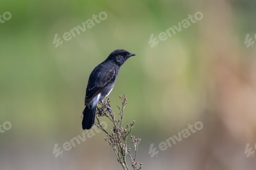 Preview: Black bird perched on a twig