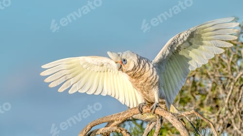 Preview: Little Corella With Wings Outstretched