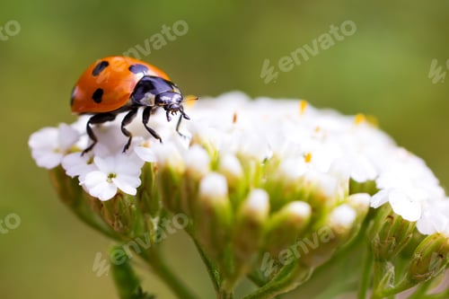 Preview: Ladybug.
