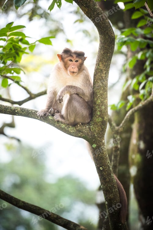 Preview: Monkey, Munnar, Western Ghats Mountains, Kerala, India