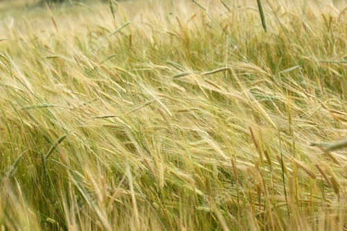 Preview: wheat field