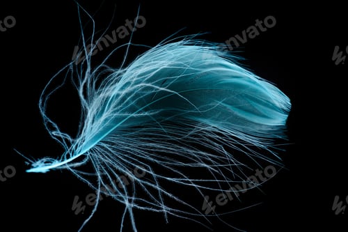 Preview: blue bright textured and soft feather isolated on black
