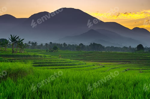 Preview: indonesia beauty landscape paddy fields in north bengkulu natural beautiful morning view from asia