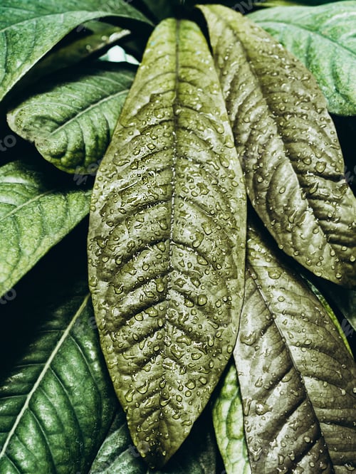 Preview: Beautiful tropical leaves in water drops after rain