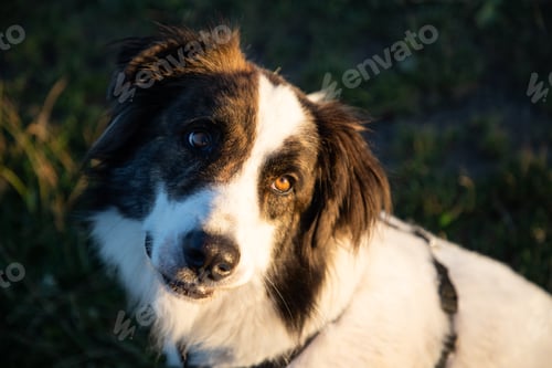 Preview: summer lakeside with a dog