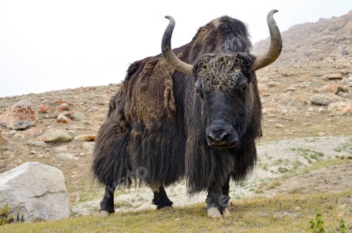 Preview: Brown tibetan yak